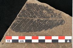 Foto (Detailansicht) von Castanea sativa Miller (NHMW-GEO-2024-0188-15006)